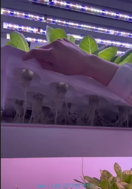 Agriculture Farming System - f Kas Landbouwuitrusting Groeien Paddestoel Groente