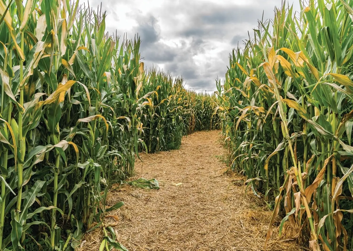 Maïsveld Groen maïsveld Doolho - Agriculture Farming Background recensie en prijs